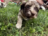 Choc Merle Tuxedo (red), a female Yorkipoo and Havanese for sale in Patriot, OH – 4 of 10