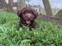 Chocolate Tuxedo (Blue), a male Yorkipoo and Havanese for sale in Patriot, OH – 8 of 10
