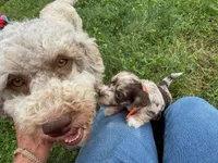 Choc Merle Tuxedo (orange), a female Yorkshire Terrier and Havapoo for sale in Patriot, OH – 9 of 10