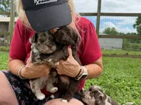 Choc Merle Tuxedo Boy (Dk green)), a male Yorkshire Terrier and Poodle - Toy  for sale in Patriot, OH – 6 of 10
