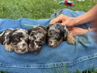 Choc Merle Tuxedo (yellow), a male Poodle - Miniature  for sale in Patriot, OH – 7 of 10