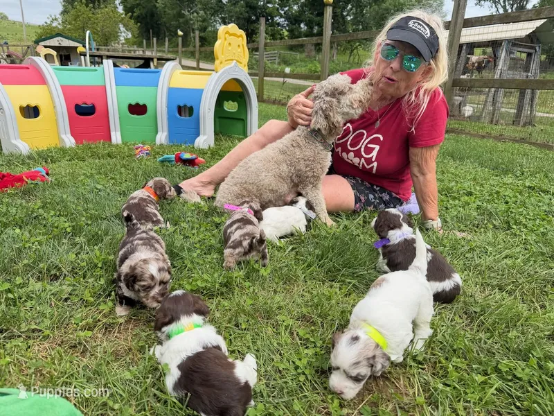 Choc Merle Parti boy (Yellow) – Yorkshire Terrier, Poodle - Toy  puppy for sale in Patriot, OH