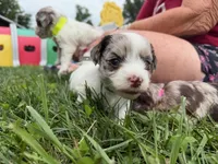 Choc Merle Parti boy (Silver), a male Yorkshire Terrier and Poodle - Toy  for sale in Patriot, OH – 10 of 10