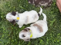 Choc Merle Parti boy (Yellow), a male Yorkshire Terrier and Poodle - Toy  for sale in Patriot, OH – 10 of 10
