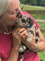 Choc/Tan Merle Tuxedo (blue), a male Poodle - Multi-Colored Standard and Poodle - Miniature  for sale in Patriot, OH – 3 of 10