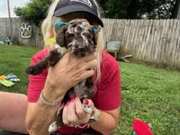 Choc Merle Tuxedo (yellow), a male Poodle - Miniature  for sale in Patriot, OH – 6 of 10