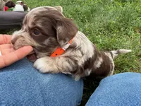 Choc Merle Tuxedo (orange), a female Yorkshire Terrier and Havapoo for sale in Patriot, OH – 7 of 10