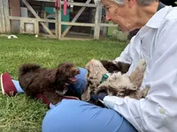 Chocolate Tuxedo (Blue), a male Yorkipoo and Havanese for sale in Patriot, OH – 7 of 10