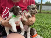 Choc Parti boy (lime), a male Yorkipoo and Havanese for sale in Patriot, OH – 2 of 10