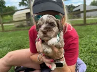 Choc Merle Tuxedo Boy (Dk green)), a male Yorkshire Terrier and Poodle - Toy  for sale in Patriot, OH – 8 of 10