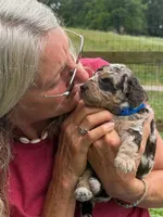 Choc/Tan Merle Tuxedo (blue), a male Poodle - Multi-Colored Standard and Poodle - Miniature  for sale in Patriot, OH – 4 of 10