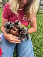 Choc Merle Tuxedo (yellow), a male Poodle - Miniature  for sale in Patriot, OH – 5 of 10