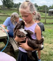 Chocolate Tuxedo (Blue), a male Yorkipoo and Havanese for sale in Patriot, OH – 10 of 10