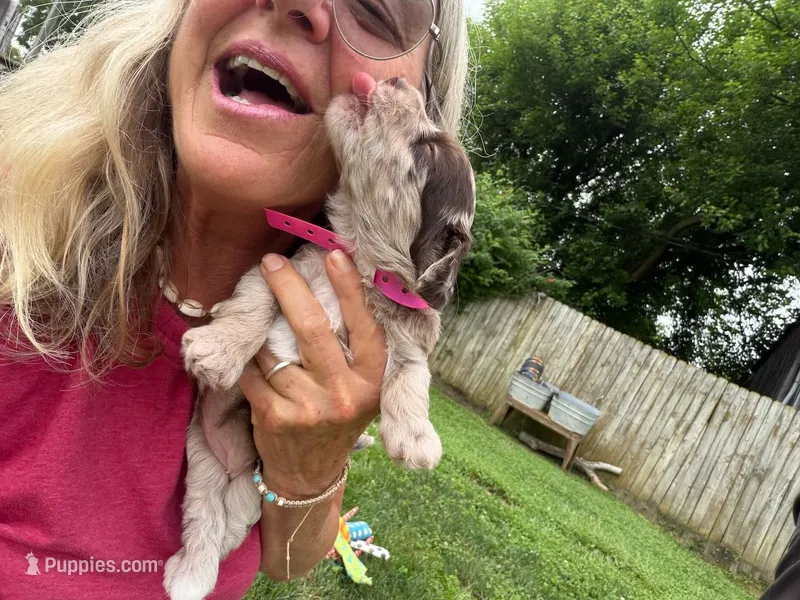 Choc Merle Tuxedo (pink) – Yorkipoo, Havapoo puppy for sale in Patriot, OH