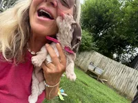 Choc Merle Tuxedo (pink), a female Yorkipoo and Havapoo for sale in Patriot, OH – 1 of 10