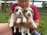 Choc Merle Parti boy (Yellow), a male Yorkshire Terrier and Poodle - Toy  for sale in Patriot, OH – 7 of 10