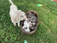 Choc Merle Tuxedo (pink), a female Yorkipoo and Havapoo for sale in Patriot, OH – 10 of 10