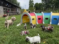 Choc Parti boy (lime), a male Yorkipoo and Havanese for sale in Patriot, OH – 10 of 10