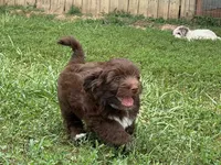 Chocolate Tuxedo (Blue), a male Yorkipoo and Havanese for sale in Patriot, OH – 6 of 10