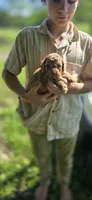 Liam, a male Cockapoo for sale in Amherst, VA – 2 of 4