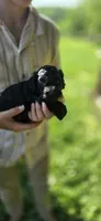 Niall, a male Cockapoo for sale in Amherst, VA – 4 of 4