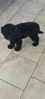 Niall, a male Cocker Spaniel for sale in Amherst, VA – 4 of 8