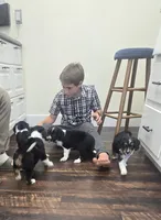 Scout , a female Cocker Spaniel for sale in Amherst, VA – 5 of 5