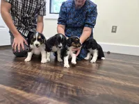 Pepper , a female Collie and Cocker Spaniel for sale in Amherst, VA – 6 of 9