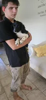 Holly, a female Collie for sale in Amherst, VA – 6 of 9