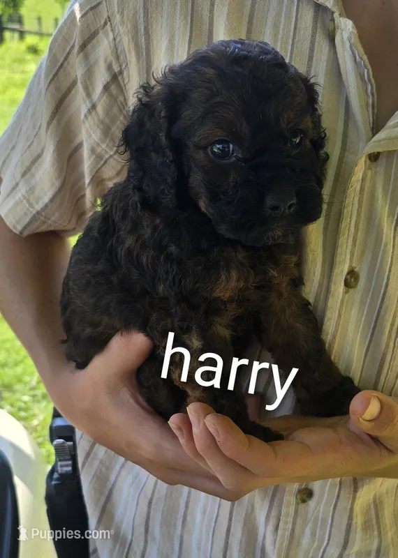 Harry – Cockapoo puppy for sale in Amherst, VA