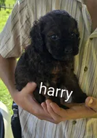 Harry, a male Cockapoo for sale in Amherst, VA – 1 of 4
