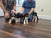 Holly, a female Collie and Cocker Spaniel for sale in Amherst, VA – 3 of 6