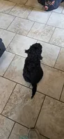 Zayn, a male Cocker Spaniel for sale in Amherst, VA – 4 of 8