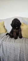 Harry, a male Cockapoo for sale in Amherst, VA – 2 of 10