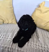 Zayn, a male Cocker Spaniel for sale in Amherst, VA – 3 of 8