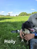 Holly, a female Collie for sale in Amherst, VA – 1 of 9