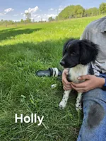 Holly, a female Collie for sale in Amherst, VA – 4 of 9
