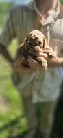 Liam, a male Cockapoo for sale in Amherst, VA – 4 of 4