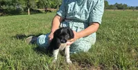 Holly, a female Collie for sale in Amherst, VA – 9 of 9