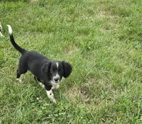 Scout , a female Collie for sale in Amherst, VA – 3 of 7