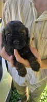 Harry, a male Cockapoo for sale in Amherst, VA – 3 of 4