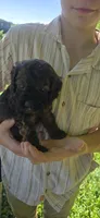Harry, a male Cockapoo for sale in Amherst, VA – 4 of 4