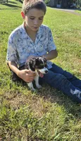 Percy , a male Collie for sale in Amherst, VA – 6 of 6