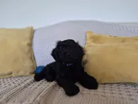 Niall, a male Cockapoo for sale in Amherst, VA – 2 of 6
