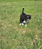 Scout , a female Collie for sale in Amherst, VA – 7 of 7