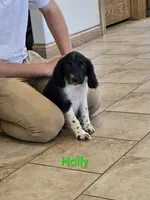 Holly, a female Collie for sale in Amherst, VA – 5 of 9