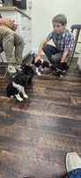 Holly, a female Collie and Cocker Spaniel for sale in Amherst, VA – 5 of 6