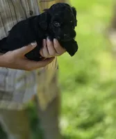 Zayn, a male Cockapoo for sale in Amherst, VA – 2 of 4