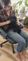 Niall, a male Cocker Spaniel for sale in Amherst, VA – 8 of 8