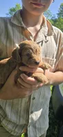 Louis, a male Cockapoo for sale in Amherst, VA – 3 of 4